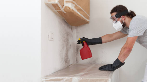 Professional Basement Mold Remediation technician working in Mifflinburg, PA